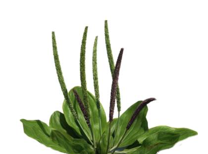 Plantain leaf herb