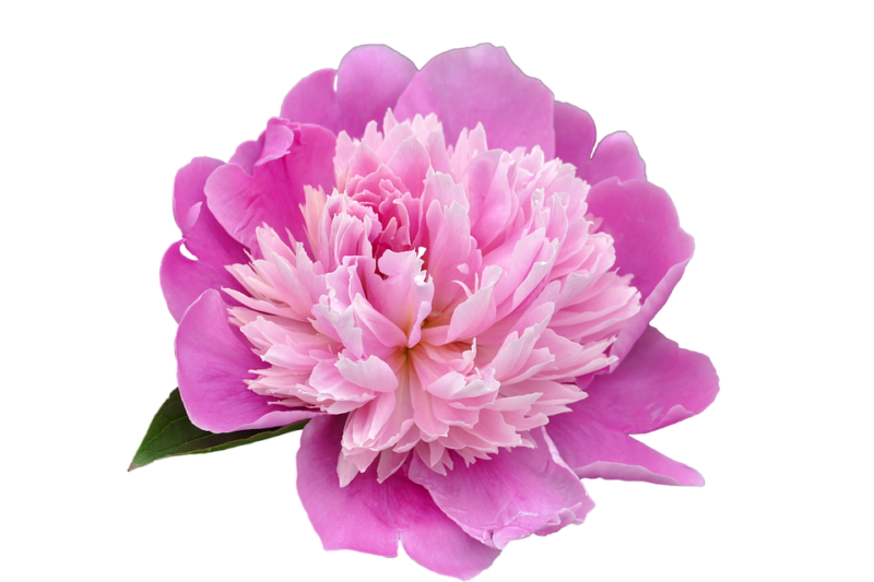 Peony herbal tea